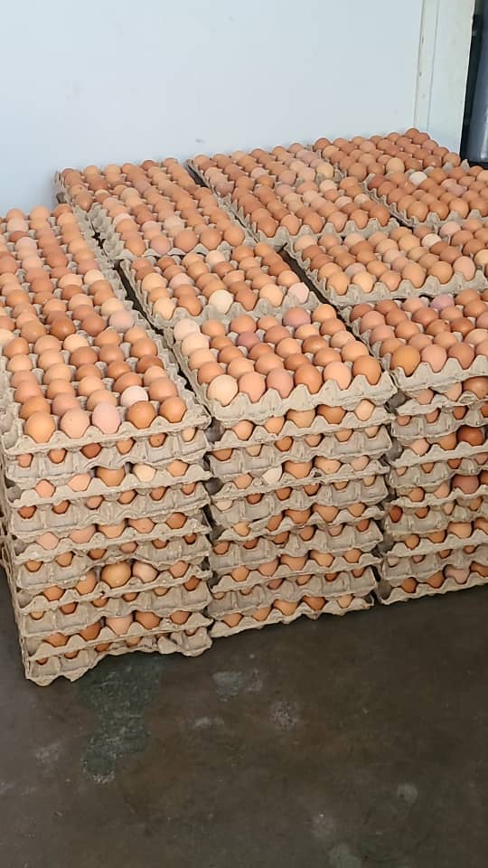 Eggs